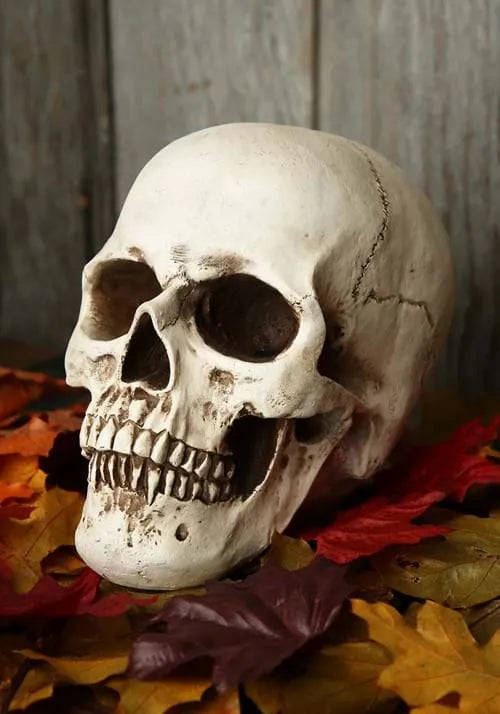 6-Inch Deluxe Realistic Skull Decoration