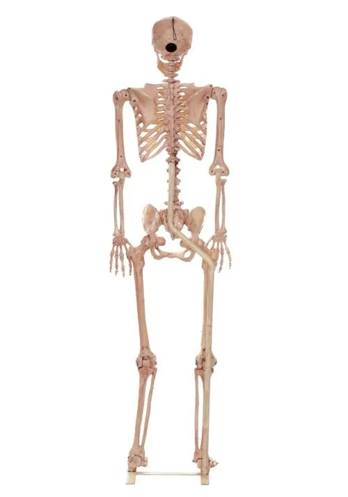 3.5FT Metal Stand for Life Size Human Skeleton Prop Main image